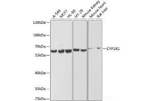 Western blot analysis of extracts of various cell lines using CYP1B1 Polyclonal Antibody at dilution of 1:1000. (CYP1B1 anticorps)