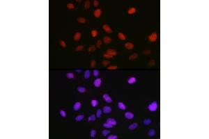 Immunofluorescence analysis of U-2 OS cells using KMT5A/KMT5A/SETD8 Rabbit pAb (ABIN3019413, ABIN3019414, ABIN3019415 and ABIN6220892) at dilution of 1:100 (40x lens).