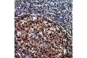 Immunohistochemical analysis of RCC1 staining in human tonsil formalin fixed paraffin embedded tissue section. (RCC1 anticorps)
