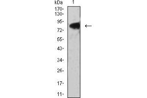 Western blot analysis using LRP3 mouse mAb against PANC-1 (1) cell lysate. (LRP3 anticorps  (AA 43-184))