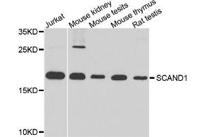 Western blot analysis of extracts of various cell lines, using SCAND1 antibody. (SCAND1 anticorps)
