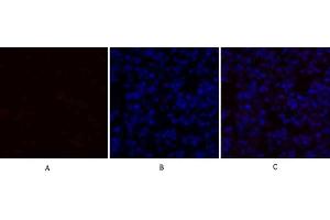 Immunofluorescence analysis of mouse lung tissue. (TGFB1 anticorps  (AA 310-390))