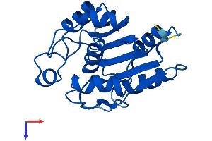 AlphaFold protein structure predicition of Human Recombinant RBBP9 Protein, UniprotID O75884