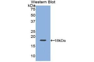 Western blot analysis of the recombinant protein. (Leptin anticorps  (AA 15-141))