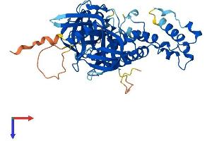 AlphaFold protein structure predicition of Human Recombinant CRBN Protein, UniprotID Q96SW2