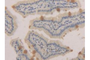 IHC-P analysis of Mouse Small intestine Tissue, with DAB staining. (MUC2 anticorps  (AA 27-110))