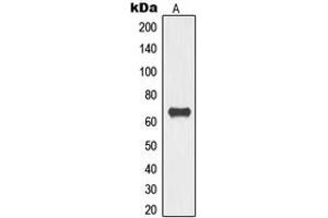 Western blot analysis of TOR1AIP1 expression in HeLa (A) whole cell lysates. (TOR1AIP1 anticorps  (Center))