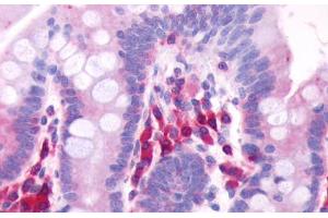 Anti-GPR39 antibody  ABIN1048812 IHC staining of human small intestine.