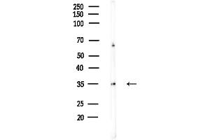 Western blot analysis of lysates from Hela cells(heat-shock,45 min treatment), using EIF3I Antibody at 1/1000 dilution.