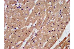 IHC image of ABIN7162786 diluted at 1:200 and staining in paraffin-embedded human heart tissue performed on a Leica BondTM system. (PAM anticorps  (AA 338-497))