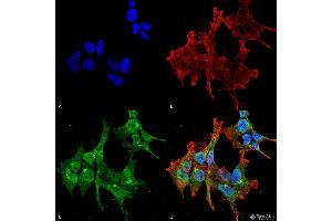 Immunocytochemistry/Immunofluorescence analysis using Mouse Anti-Piccolo Monoclonal Antibody, Clone 6H9-B6 . (Piccolo anticorps  (Atto 488))