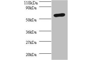 Western blot All lanes: SEPSECS antibody at 2 μg/mL + 293T whole cell lysate Secondary Goat polyclonal to rabbit IgG at 1/10000 dilution Predicted band size: 56, 6 kDa Observed band size: 56 kDa (SEPSECS anticorps  (AA 5-451))