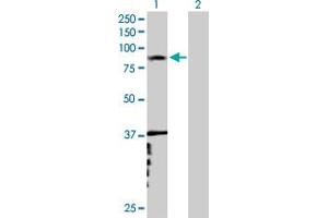Western Blot analysis of RNF6 expression in transfected 293T cell line by RNF6 MaxPab polyclonal antibody.