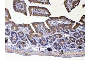 IHC testing of FFPE mouse small intestine tissue with UGT1A1 antibody at 1ug/ml. (UGT1A1 anticorps)