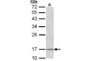 WB Image Sample (30 ug of whole cell lysate) A: Hep G2 , 12% SDS PAGE antibody diluted at 1:1000 (NDUFA12 anticorps  (full length))