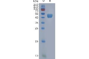 Human Protein, hFc Tag on SDS-PAGE under reducing condition.