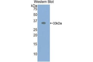 Western Blotting (WB) image for anti-VEGF Receptor 2 (VEGFR2) (AA 46-320) antibody (ABIN1078658) (VEGFR2/CD309 anticorps  (AA 46-320))