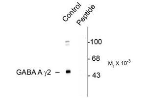 Image no. 1 for anti-gamma-aminobutyric Acid (GABA) A Receptor, gamma 2 (GABRG2) (pSer327) antibody (ABIN303959) (GABRG2 anticorps  (pSer327))