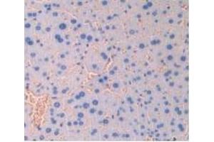 Detection of IAP in Mouse Liver Tissue using Polyclonal Antibody to Integrin Associated Protein (IAP) (CD47 anticorps  (AA 18-219))
