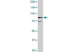 SOX30 MaxPab rabbit polyclonal antibody.