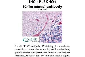 Image no. 1 for anti-Pleckstrin Homology Domain Containing, Family O Member 1 (PLEKHO1) (C-Term) antibody (ABIN1738152) (PLEKHO1 anticorps  (C-Term))