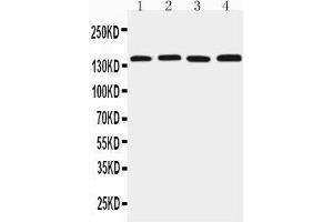 Anti-TJP2 antibody, Western blotting Lane 1: Rat Brain Tissue Lysate Lane 2: PC-12 Cell Lysate Lane 3: Mouse Brain Tissue Lysate Lane 4: HEPA Cell Lysate
