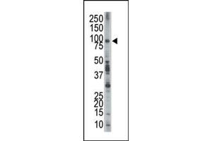 The anti-EPS8 Pab (ABIN392773 and ABIN2842217) is used in Western blot to detect EPS8 in  cell lysate.