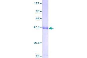 Image no. 1 for CoA Synthase (COASY) (AA 1-225) protein (GST tag) (ABIN1349907)