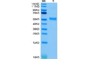 Human CD37 on Tris-Bis PAGE under reduced condition.