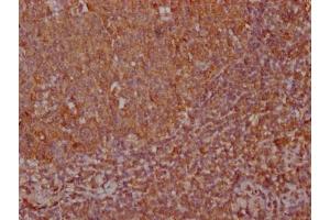 IHC image of ABIN7170825 diluted at 1:100 and staining in paraffin-embedded human tonsil tissue performed on a Leica BondTM system.