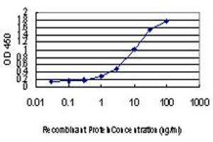Detection limit for recombinant GST tagged CHFR is approximately 0. (CHFR anticorps  (AA 1-652))
