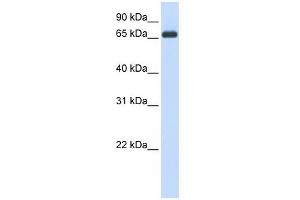 HSPA8 antibody used at 1 ug/ml to detect target protein. (Hsc70 anticorps  (N-Term))