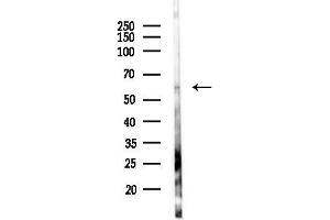 anti-Fc Receptor-Like 2 (FCRL2) antibody