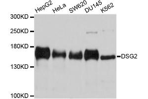 Western blot analysis of extracts of various cell lines, using DSG2 antibody. (Desmoglein 2 anticorps)