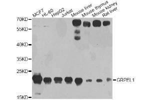 Western blot analysis of extracts of various cell lines, using GRPEL1 antibody. (GRPEL1 anticorps  (AA 1-217))