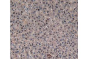 Used in DAB staining on fromalin fixed paraffin- embedded liver tissue (Orexin A anticorps  (AA 32-123))