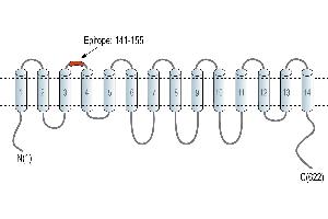 Representative domain view of the target of ABIN7885514.