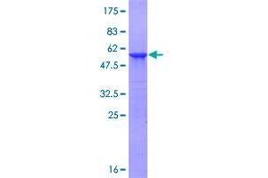 Image no. 1 for Autophagy Related 10 (ATG10) (AA 1-220) protein (GST tag) (ABIN1345954)