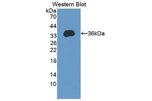 Western Blotting (WB) image for anti-Activity-Regulated Cytoskeleton-Associated Protein (Arc) (AA 96-356) antibody (ABIN1866754)
