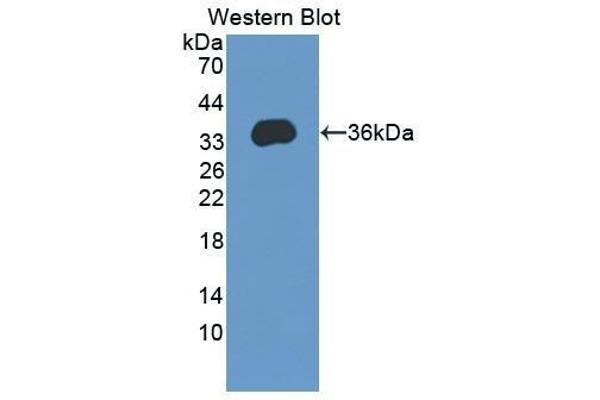 Arc antibody  (AA 96-356)