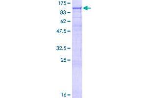 Image no. 1 for DAG Kinase gamma (AA 1-766) protein (GST tag) (ABIN1351516)