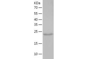 Western Blotting (WB) image for Syntaxin 17 (STX17) (AA 1-229) protein (His tag) (ABIN7125290)