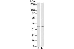 Western blot testing of K562 [A] and NIH3T3 [B] lysates with Annexin A1 antibody at 1ug/ml. (Annexin a1 anticorps)
