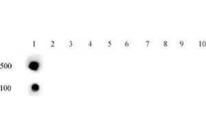 Histone H3 acetyl Lys56 pAb tested by dot blot analysis.