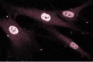 Immunoflurorescence staining of Human Fibroblasts. (MEF2D anticorps  (AA 346-511))