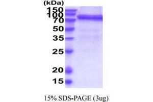 SDS-PAGE (SDS) image for GDNF Family Receptor alpha 1 (GFRA1) (AA 25-430) protein (hIgG-His-tag) (ABIN6388021)