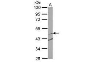 Image no. 2 for anti-Ring Finger Protein 180 (RNF180) (Internal Region) antibody (ABIN1496141) (RNF180 anticorps  (Internal Region))