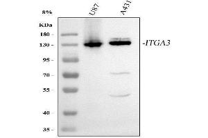 Western blot analysis of Integrin Alpha 3/ITGA3 using anti-Integrin Alpha 3/ITGA3 antibody (ABIN7602696).
