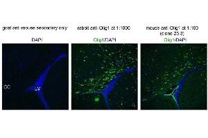 Immunofluorescence of postnatal day 17 mouse corpus callosum (CC) near lateral ventricle (LV). (OLIG1 anticorps  (N-Term))