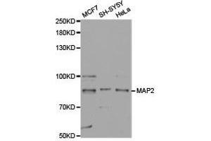 Western Blotting (WB) image for anti-Microtubule-Associated Protein 2 (MAP2) antibody (ABIN1873602) (MAP2 anticorps)